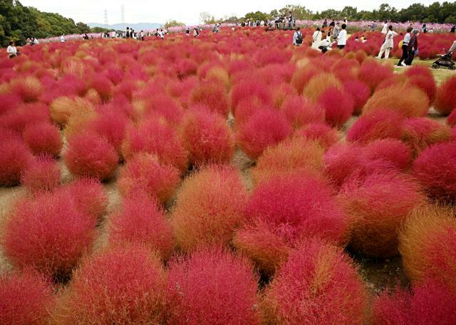 紅葉で赤く色づいた万博記念公園のコキア=2024年10月26日、大阪府吹田市、白井伸洋撮影