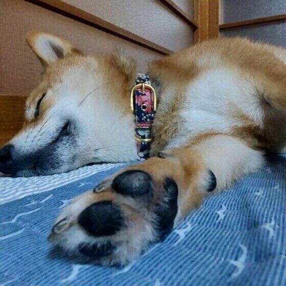 眠る柴犬