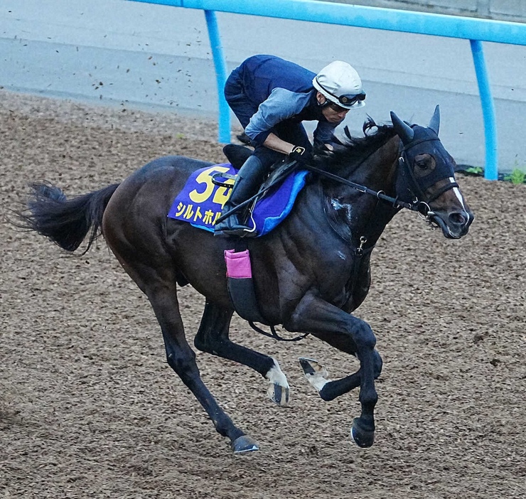 ウッドチップコースで追い切るシルトホルン（撮影・郡司修）