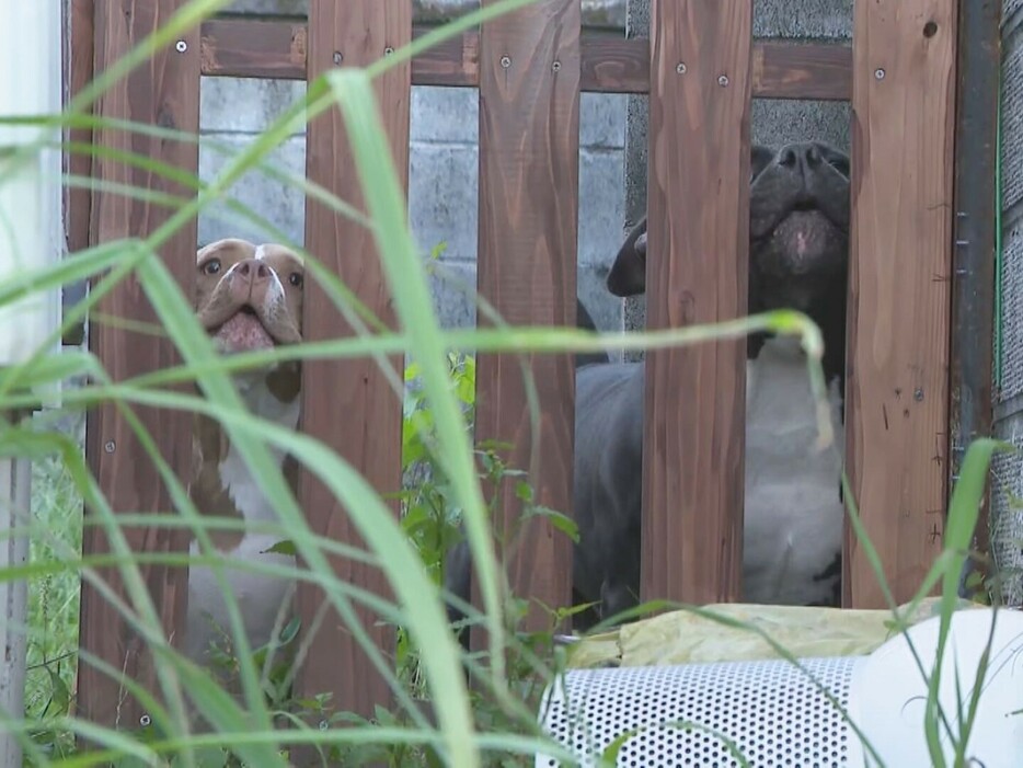 脱走した飼い犬(左)