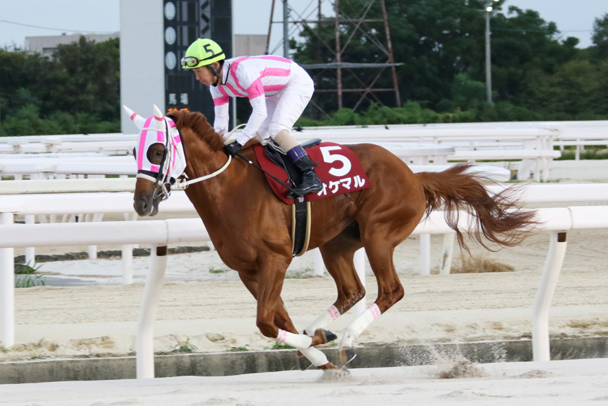 ネクストスター園田・オケマルと下原理騎手 (C)兵庫県競馬組合