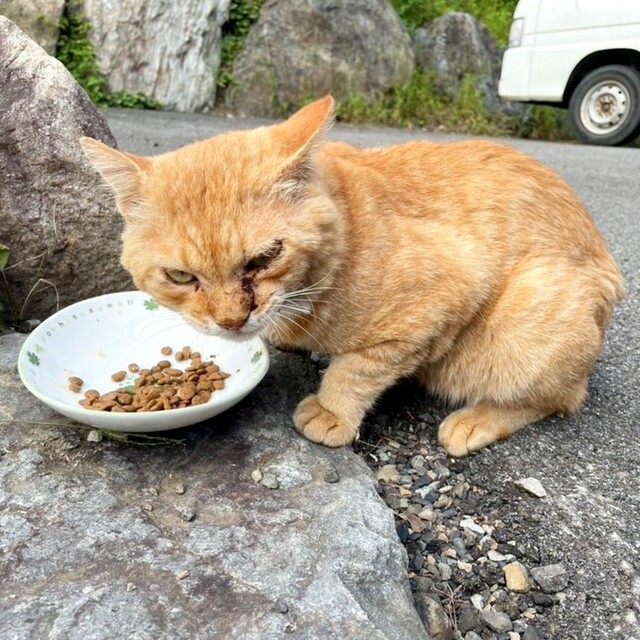 野良猫時代の虎王くん。表情の険しさから過酷な環境下で暮らしていたことがわかります（画像提供：黒兎さん）