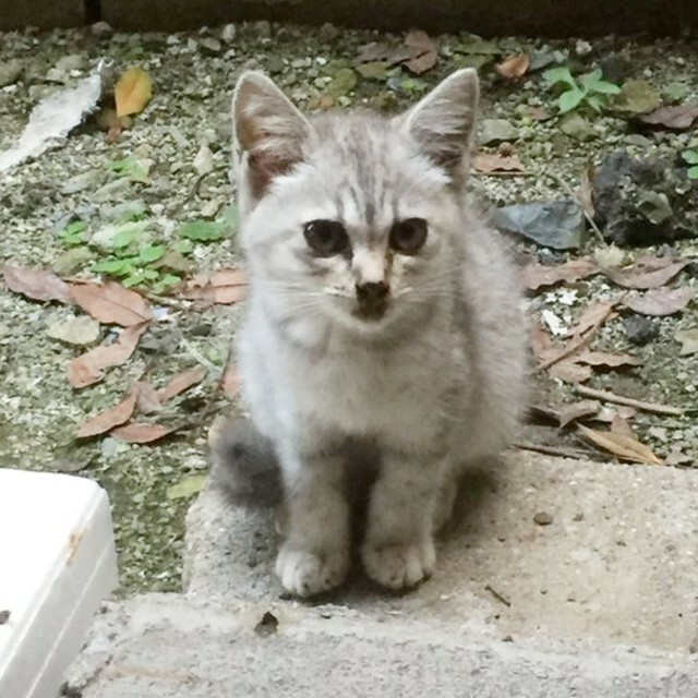 飼い主さんが出会った当初、子猫時代のみとちゃん（画像提供：春駒さん）