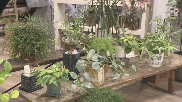 観葉植物にまつわる疑問