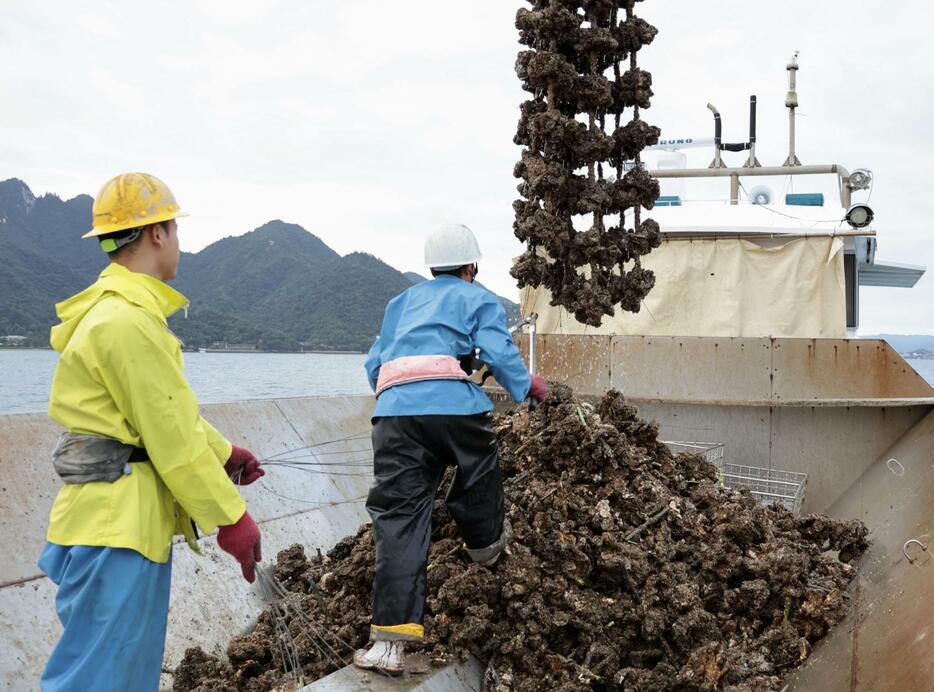 広島湾で収穫された養殖カキ＝21日午前