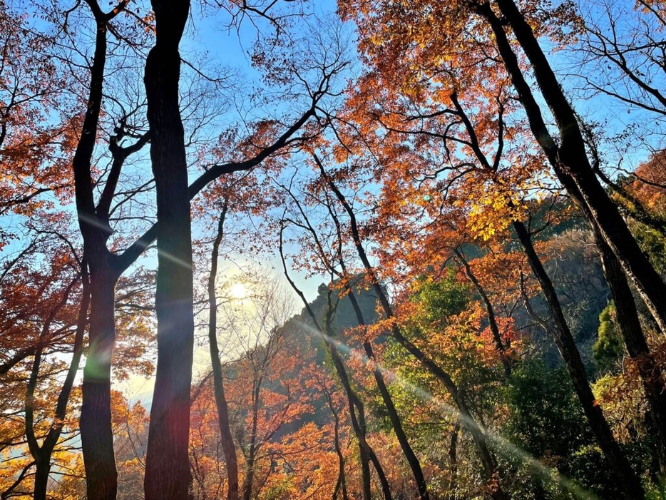 埼玉・天覧山～多峯主山