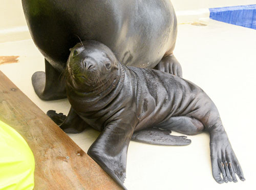 【愛称を募集しているオタリアの赤ちゃん＝鳥羽市の鳥羽水族館で（同館提供）】