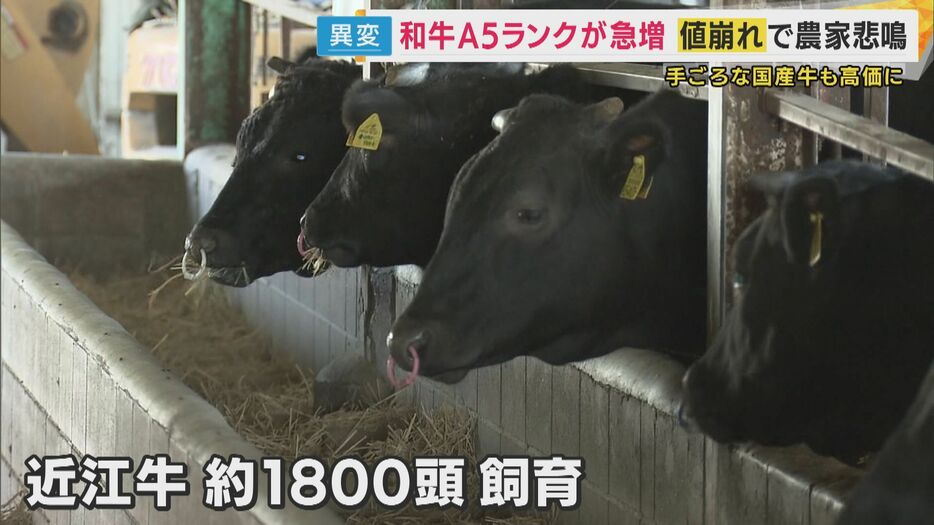 およそ1800頭の近江牛を飼っている