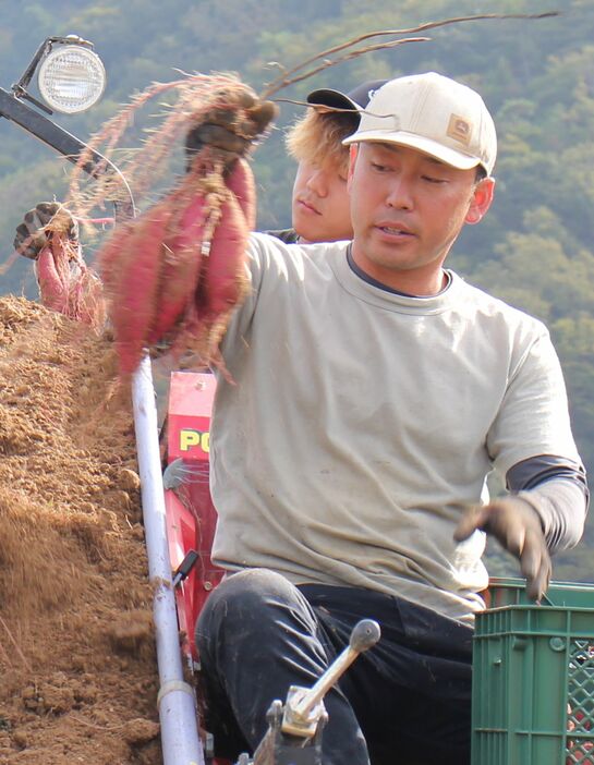 サツマイモ畑で専用作業車に乗って「紅はるか」の収穫作業をする竹田さん（手前）＝京丹後市峰山町五箇