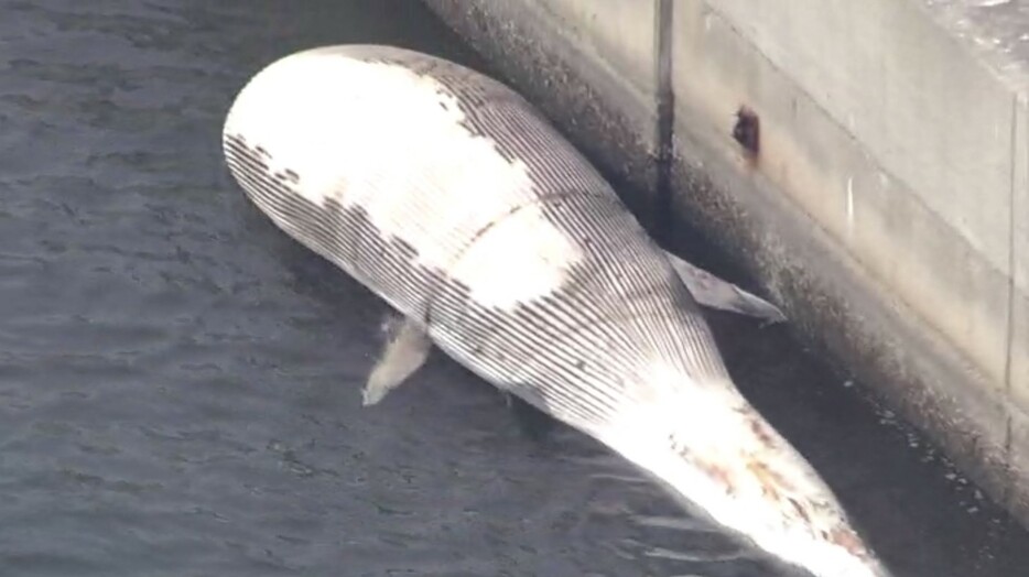 見つかったクジラの死骸