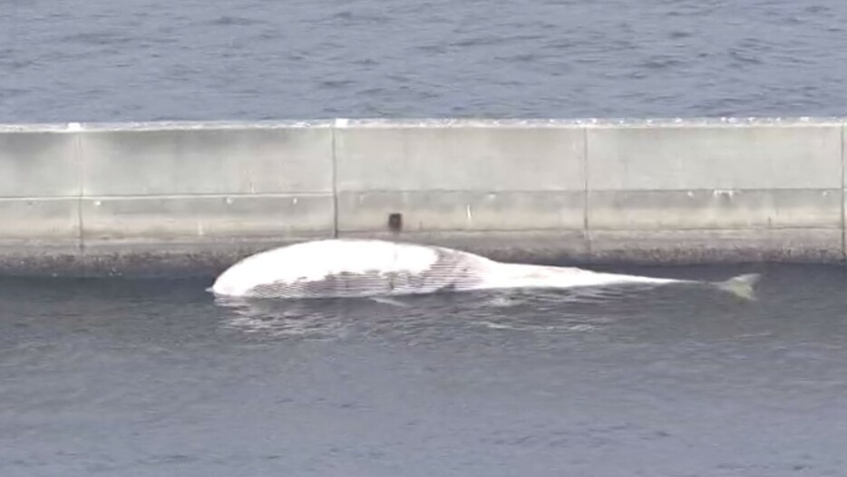 見つかったクジラの死骸