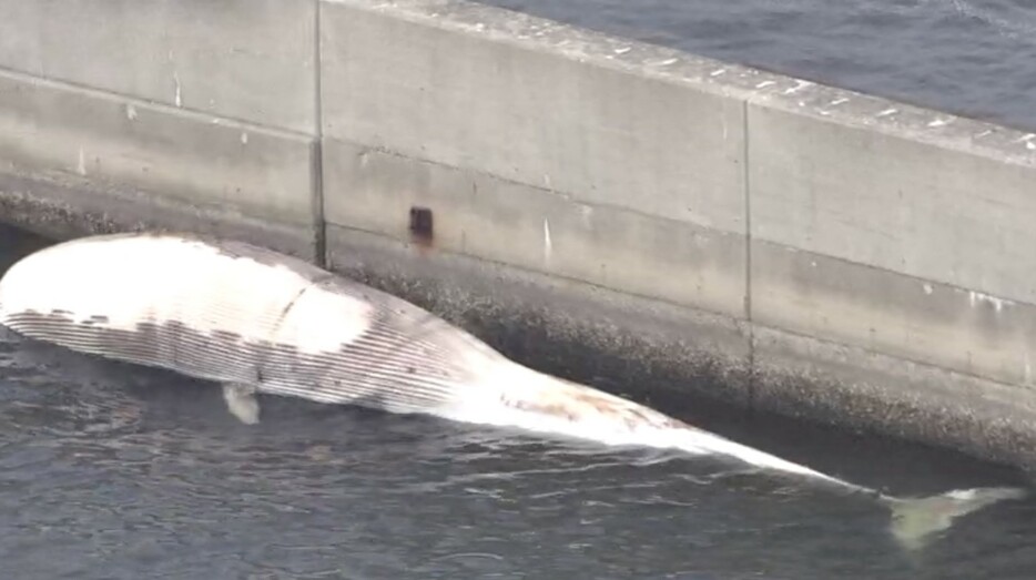 見つかったクジラの死骸