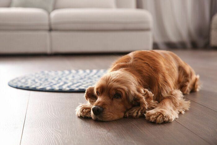 床にあごをつけて伏せる犬