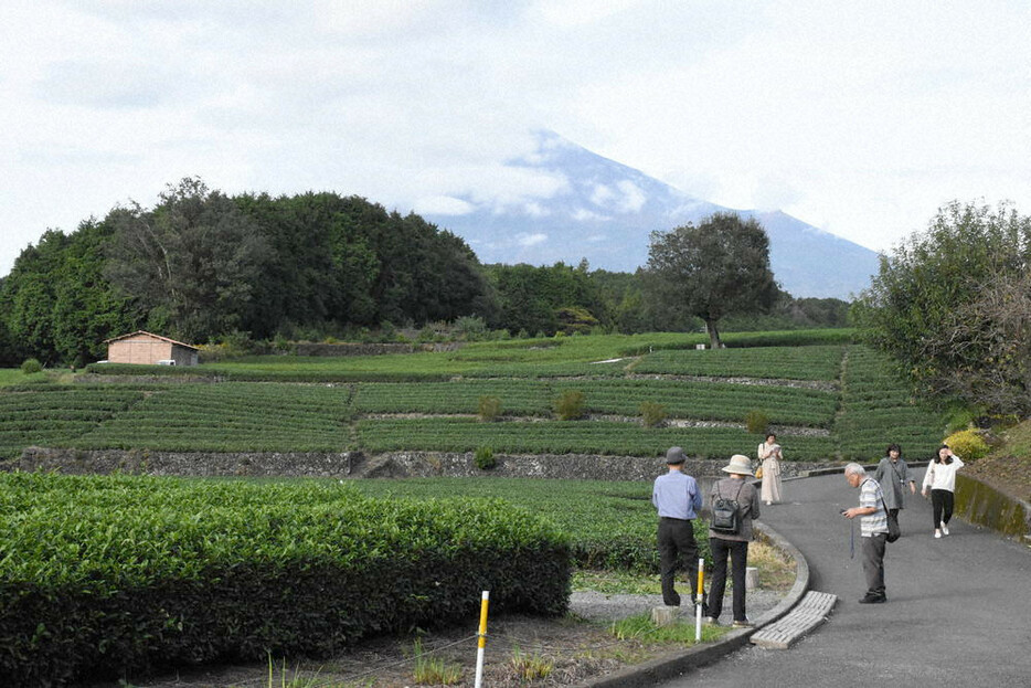 「大淵笹場の茶園」で、富士山を隠す雲が晴れるのを待つ観光客ら＝静岡県富士市で２０２４年１０月２２日、丹野恒一撮影