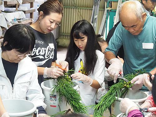 少花粉スギの採種体験をした