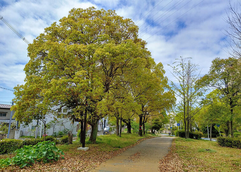 大野川緑陰道路（写真／PIXTA）