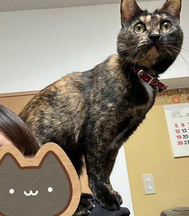 子猫の頃から飼い主さんの肩によく乗っていたという、つなちゃん。体が大きくなった今もこのように乗ってしまうそう。「もう肩の上でその体勢は、つなちゃん大きくなったからママ大変よ？（笑）」と飼い主さん。