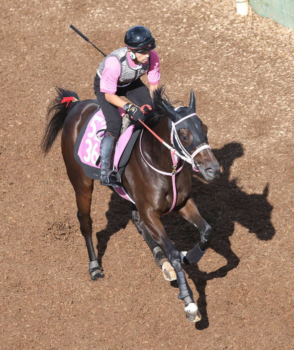 馬トク激走馬に算出されたショウナンザナドゥ