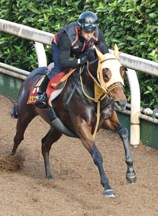 坂路を単走で追い切るスタニングローズ