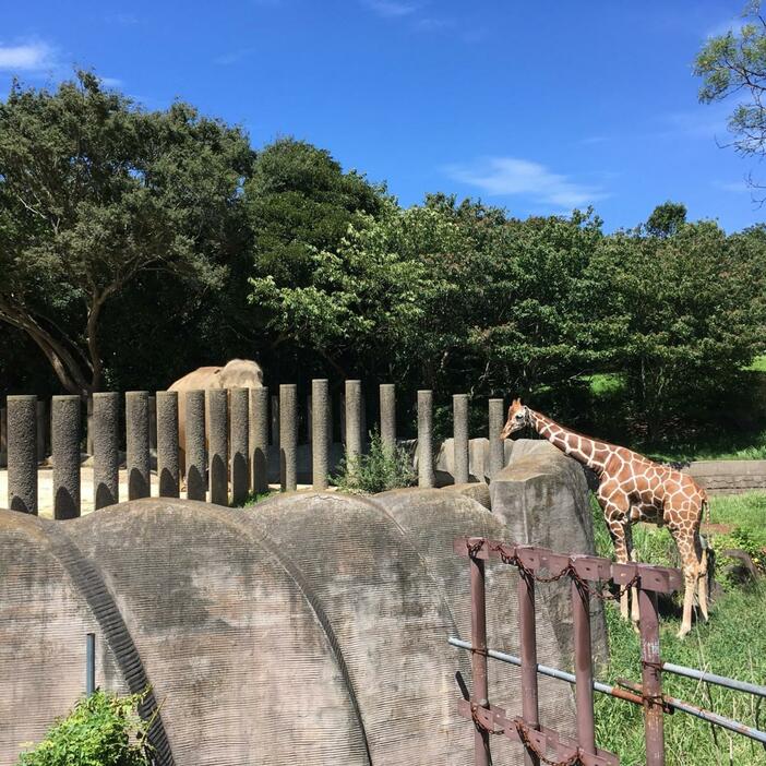 千葉市動物公園のゾウとキリン