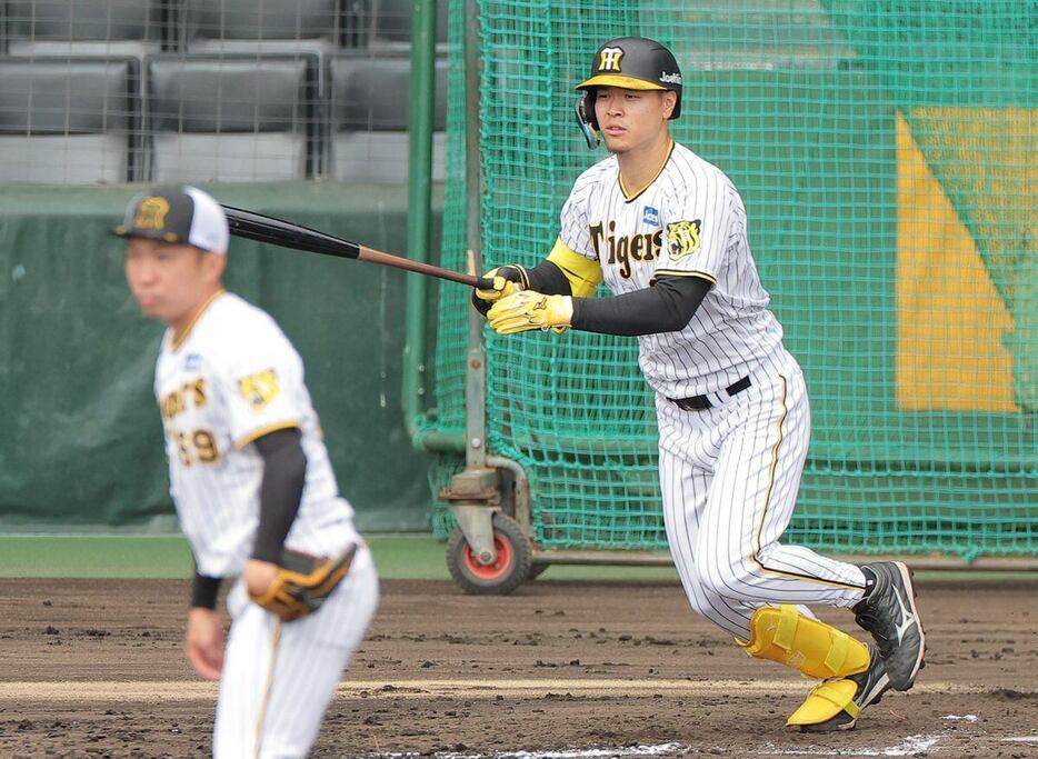 シート打撃で阪神・石井大智から安打を放つ佐藤輝明　＝甲子園球場（撮影・根本成）