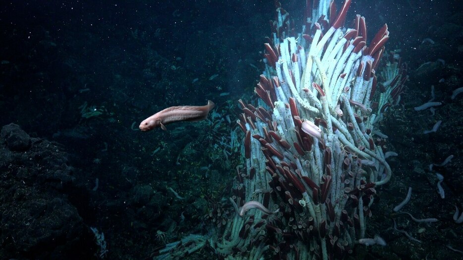 東太平洋海嶺の水深約2500メートル地点にあるティカ熱水噴出孔。チューブワームの塔のそばをゲンゲが泳ぐ。（PHOTOGRAPH COURTESY ROV SUBASTIAN / SCHMIDT OCEAN INSTITUTE）