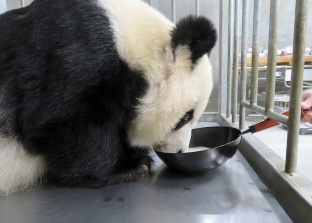 フライパンからジュースを飲んでいます　神戸市立王子動物園公式ツイッターより