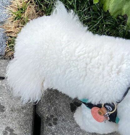 散歩の途中で飼い主さんが見たおはぎちゃん