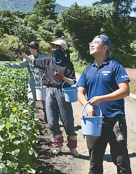 小麦の種まきをする山谷さん（右）ら学生（北海道京極町で）