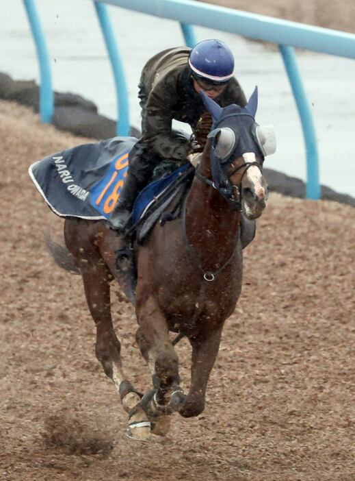 オメガギネス＝美浦トレセン（撮影・塩浦孝明）