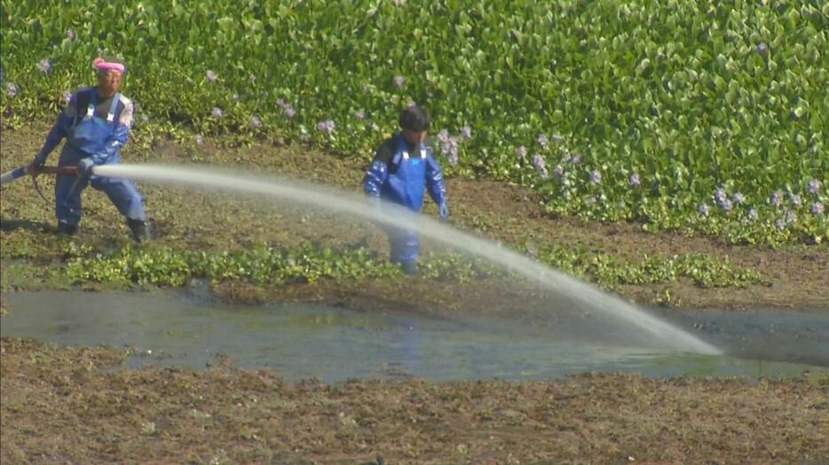 池の水を抜き栄養分を含んだ泥を海に流す作業