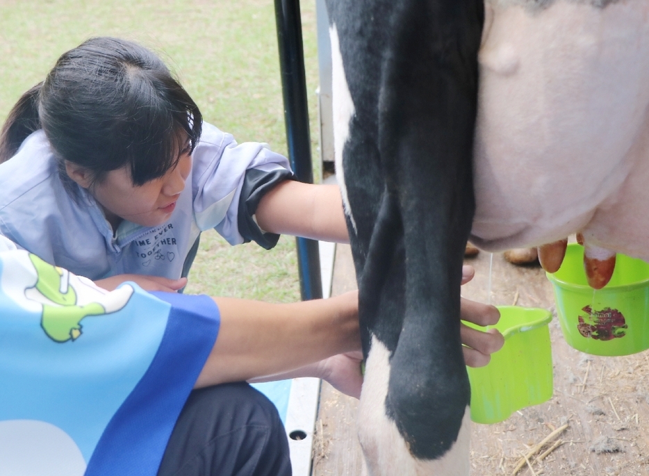 牛の足元にもぐり、搾乳を体験する子ども＝20日、別府市野口原の別府公園