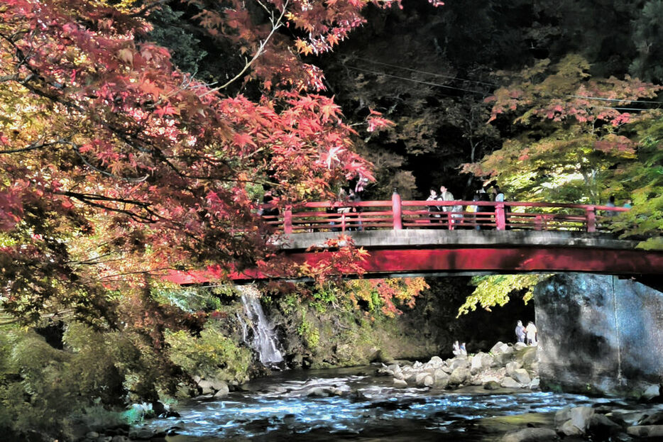 ライトアップされ、色づき始めた木々と渓流が浮かび上がる中野もみじ山＝青森県黒石市