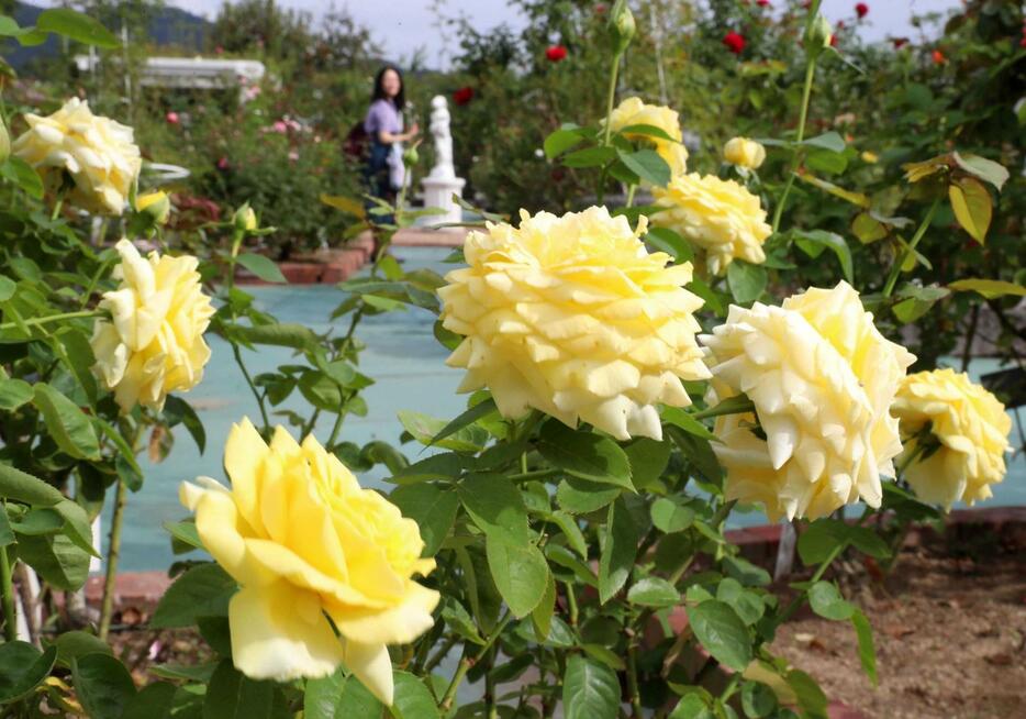 色鮮やかな花を咲かせた秋バラ＝姫路ばら園