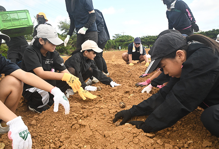 ユリの球根を植え付ける参加者ら＝20日、和泊町笠石海浜公園