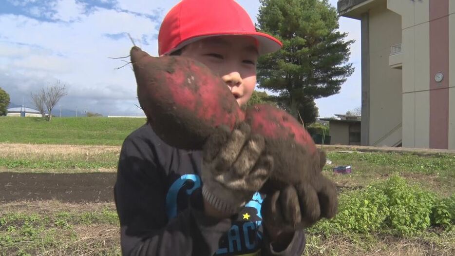 芋ほり