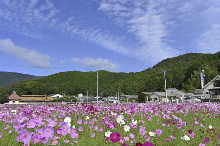 秋空の下で咲き誇るコスモス＝30日午後、宇和島市三間町成家