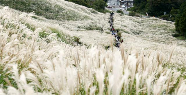 穂先が開き、白く輝く仙石原のススキ=2024年10月22日午後2時55分、神奈川県箱根町、友永翔大撮影