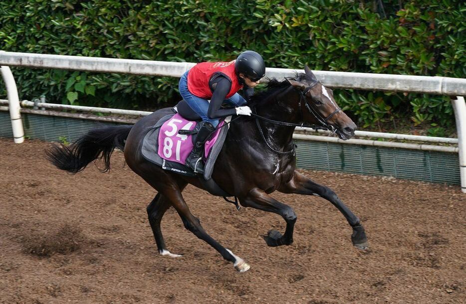 マイエレメント＝栗東トレセン（撮影・岩川晋也）