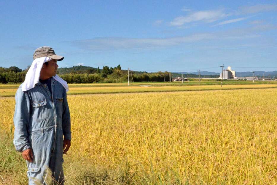 収穫期を迎えた田んぼを見つめる男性＝１６日、伊佐市菱刈