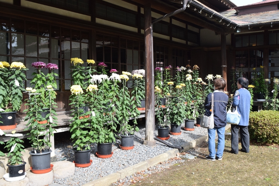 華麗な奥州菊などが並ぶ菊花展