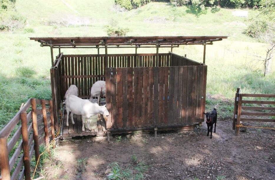 除草のため荒廃農地に放牧されているヤギ