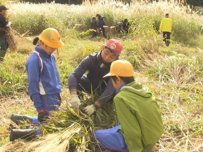 かや刈りを体験する児童生徒ら＝大野郡白川村、白弓スキー場跡