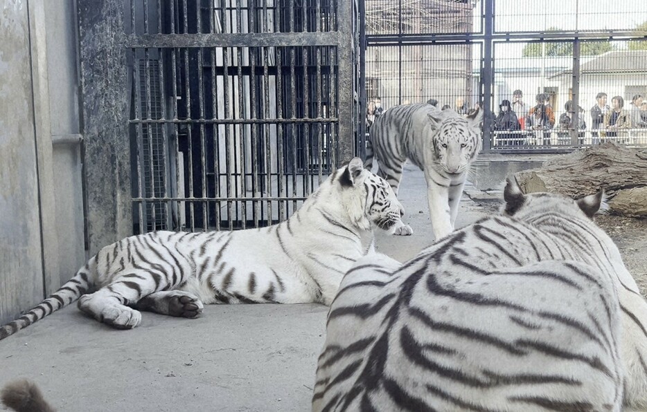 1歳になったアイカ（左）とイオリ（中央）。手前は母のシラナミ＝宇都宮市の宇都宮動物園で2024年10月20日午後1時5分、松沢真美撮影