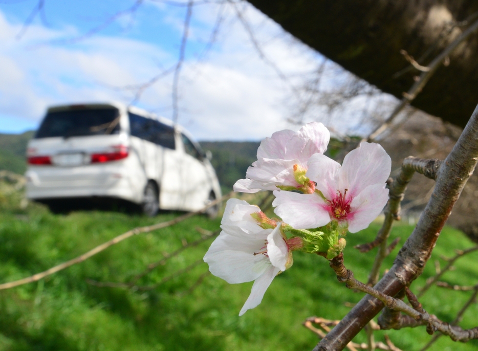 季節外れの花を咲かせる桜