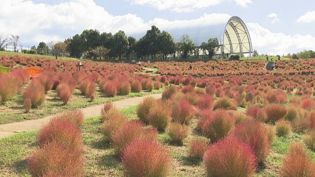 国営讃岐まんのう公園　香川・まんのう町