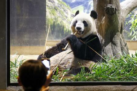 最終観覧日を迎え、多くの来園者の前に姿を見せたジャイアントパンダのシンシン＝9月28日午前、東京・上野動物園（写真：共同通信社）