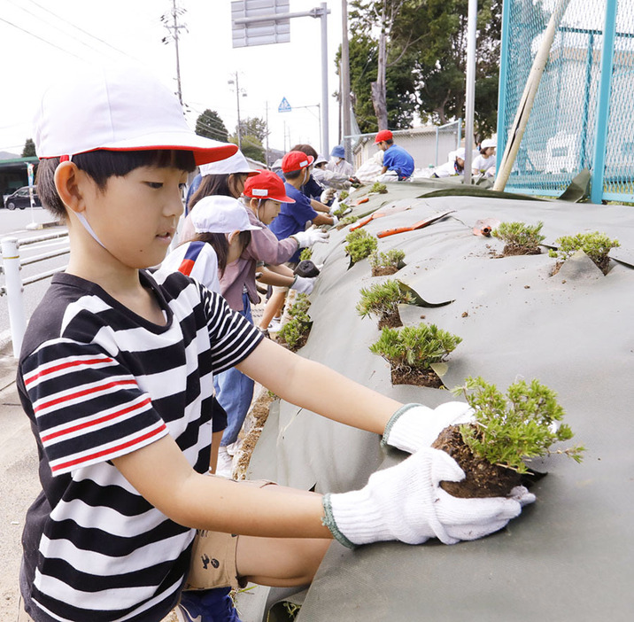 道路沿いの土手にシバザクラを植える児童＝射和町の射和小校門横で