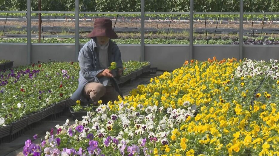 パンジーの出荷作業 三重県紀北町