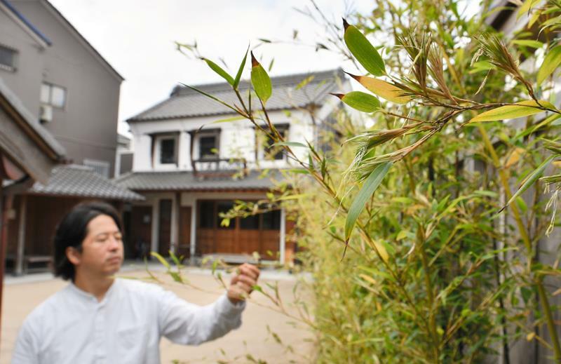 花が咲いた黒竹。開花するのは120年に1度といわれる＝24日、香取市